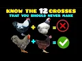 Download Lagu Maak deze ernstige fout niet. De 12 kruisingen van kippenrassen die je nooit moet maken.