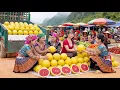 Lagu Harvesting 1000+ Ruby Pomelos – Farm Life | From Farm to Market by Truck