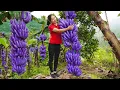 Download Lagu Harvesting 1000+ PURPLE Banana To Sell At The Market, Need a Long Ladder to Pick This Tiny Fruit