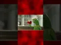 ChatGPT Tells Me the Origins of the Kermit Meme