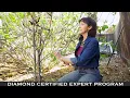Diamond Certified Experts Proper Tree Pruning