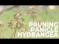 Pruning Panicle Hydrangea