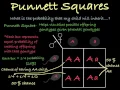 How to Use Punnett Squares