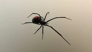 Phex - Black Widow
