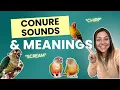 Conure sounds behaviours and meanings