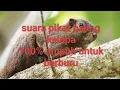 Download Lagu Suara pikat tupai🐿️ kelapa cocok untuk nyangong #berburutupai #hanting #bigeme #md500