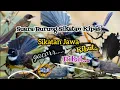 Download Lagu Suara Burung Sikatan Kipas / Sikatan Jawa Ribut Gacor Pikat || Mp3 Pikat
