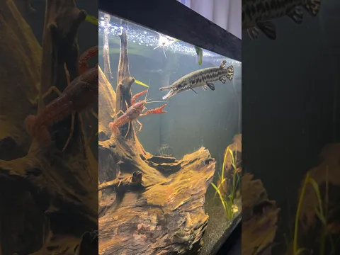 HOW IS THIS CRAWFISH ALIVE