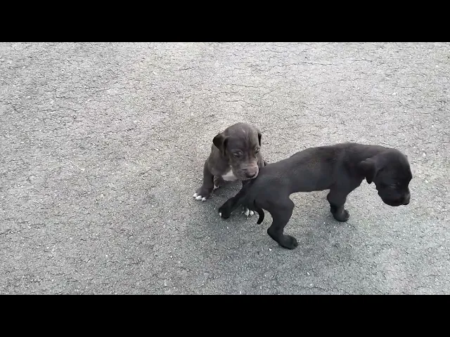 動画