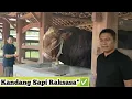 Download Lagu KANDANG MEWAH SAWONG SETO GUNUNG KIDUL ~ ADA SAPI RAKSASA ‼️