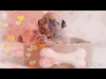 Calm Music to make your Pet's happy and cool | Pet's Music | Dog | Catty | Pussy Cat | Music for Pet