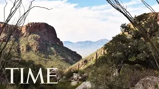 3 Mountain Lions Killed In Arizona After They Were Found Eating Human Remains TIME