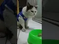Download Lagu jam istirahat makan dulu #viralvideo #cat #cute #shortvideo #video #viral #shorts #animals #funny