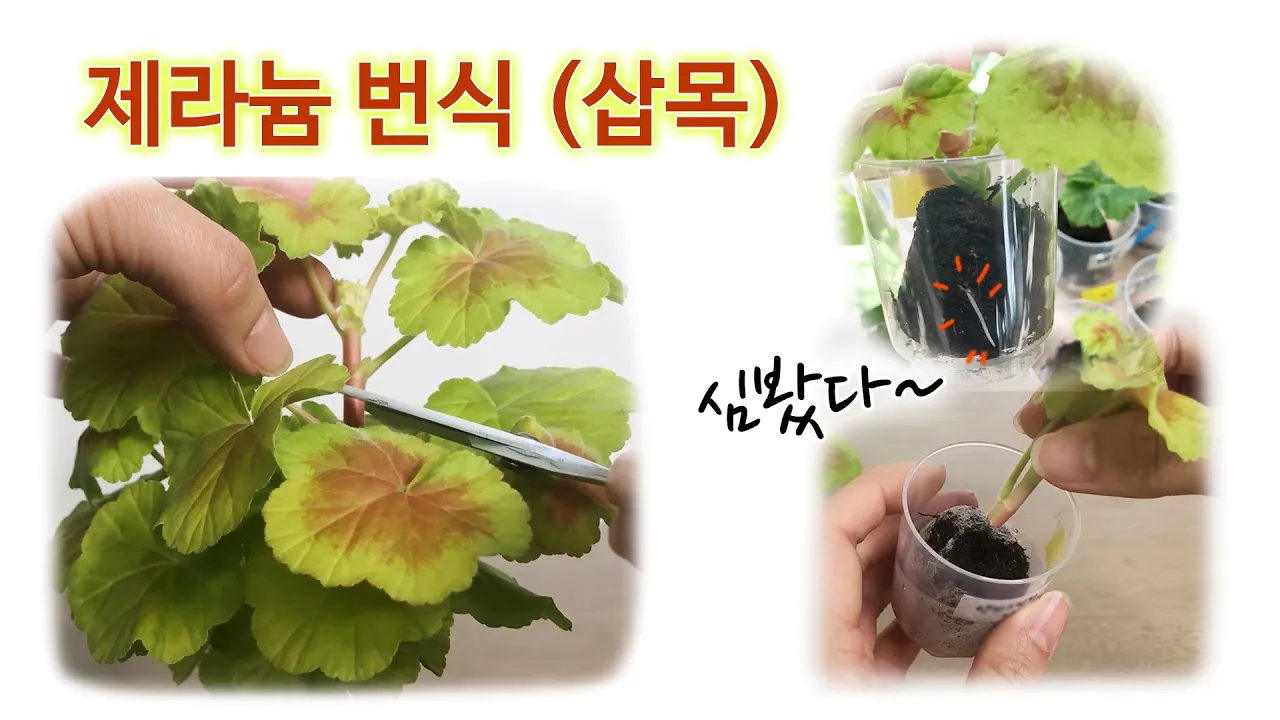 제라늄 번식(삽목) 방법! 손쉽게 몇 배로 불리기!