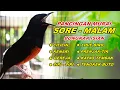 Download Lagu Pancingan Murai Batu Malam Hari Full Isian Tembakan kasar Murai Macet Pasti Nyaut Emosi - 02