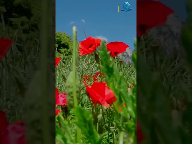 ⁣اللّهُمَّ إِنِّي اُشْهِدُكَ وَكَفى بِكَ شَهِيداً