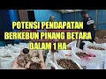 Download Lagu POTENSI PENDAPATAN BERKEBUN PINANG BETARA DENGAN LUAS LAHAN 1 HA