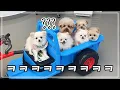 Download Lagu 강아지 많은 집 일상이 시트콤인 이유