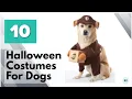 Top Halloween Costumes for Dogs - Funny Halloween Costumes for Dogs