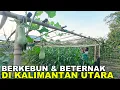 Lagu CERITA BERTANI DI KALIMANTAN; BIMBINGAN PAK SUDIWANI KELOLA TANAMAN \u0026 TERNAK DI KEBUN ASIAN SURVIVOR
