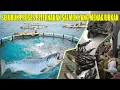 Download Lagu TAHAPAN PROSES PETERNAKAN IKAN SALMON MODERN