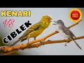 Masteran Semua Burung Ocehan // Tembakan KENARI VS CIBLEK