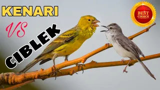 masteran semua burung ocehan tembakan kenari vs ciblek
