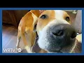 Six dogs saved in Kokomo after allegedly being neglected