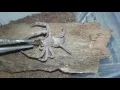 Palystes castaneus Rain Spider feeding
