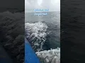 Download Lagu Deru ombak di tengah hujan ketika melintasi Laut dari Pulau ke Pulau di Kep Seribu #tripkepseribu
