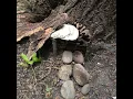DIY Day - Fairy Houses and Gnome Homes