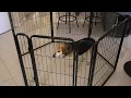 FXW HomePlus Playpen Designed for Indoor Use