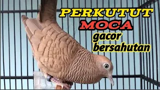 perkutut lokal ternak warna moca gacor bersahutan ampuh untuk pancingan perkutut