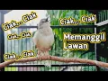 Download Lagu Pancingan Cigun Bahan Agar Bunyi Langsung Ngebren Paling Ampuh