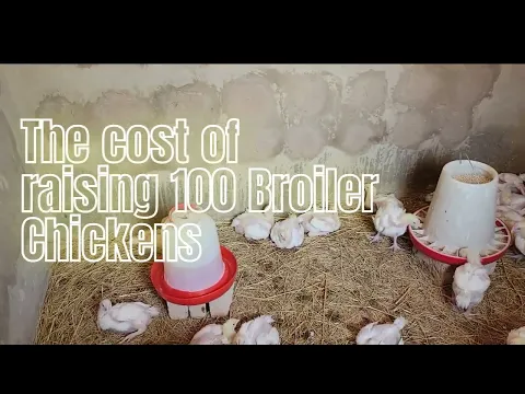 Download MP3 The Cost of raising 100 Broiler Chickens