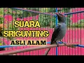 Download Lagu BURUNG SRIGUNTING ABU-ABU (KELABU) GACOR SUARA ASLI LIAR SEPERTI DI HUTAN
