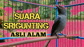 burung srigunting abu abu kelabu gacor suara asli liar seperti di hutan