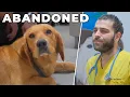 Download Lagu BU KÖPEĞİ SAHİPLERİ SOKAĞA ATMIŞ! (Telefonda Söylediklerine Şok Olacaksınız!)