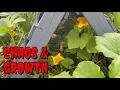 Working in the Pumpkin Patch PLUS Update