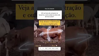 Como Avaliar se os Bezerros são de Boa Saída na Hora da Compra?#pecuaria #animal #boi #bezerro #agro
