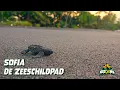 Download Lagu 05. Sofia De Zeeschildpad – NATOONS Nieuwsgierige Babydieren