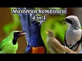 Download Lagu masteran kombinasi 4 in 1 murai batu, cendet, cucak ijo dan Sikatan londo