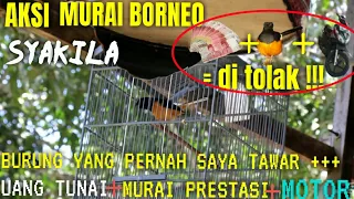 Download MURAI BATU BORNEO \ MP3