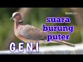Download Lagu suara burung puter geni