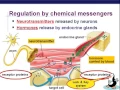 Download Lagu Endocrine System Part 1