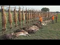 Download Lagu The Massive U.S. Hunt 💥 6,389 Invasive Animals Taken Down in Just One Hour #hunting #wildboar