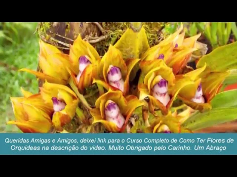 COMO CUIDAR DE ORQUÍDEAS BIFRENÁRIA / DICAS DE CULTIVO (2018)