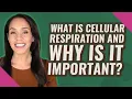 What is cellular respiration and why is it important