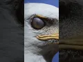 Download Lagu #Eagle #Sharp #Your Eyes#new