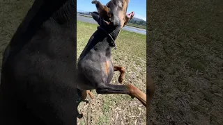 . #dream #fyp #pets #doberman #fypシ
